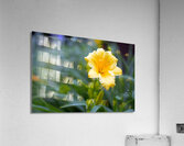 DSC 7633 1 Acrylic Print