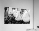 DSC 7270 1 Acrylic Print