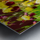 DSC 6499 1 2 Metal print