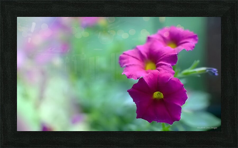 DSC 7644 1 Picture Frame print