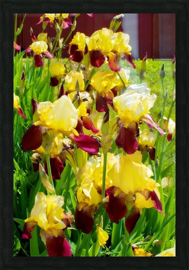 DSC 6499 1 2 Picture Frame print