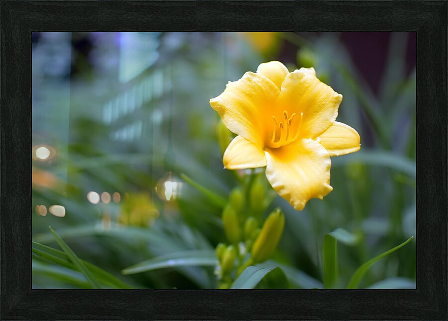 DSC 7633 1 Picture Frame print