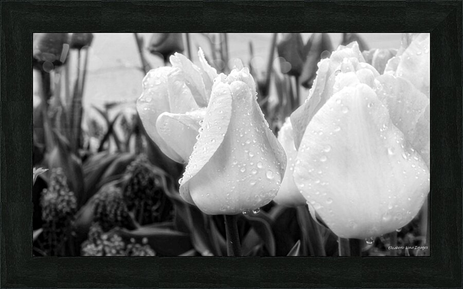 DSC 7270 1 Picture Frame print