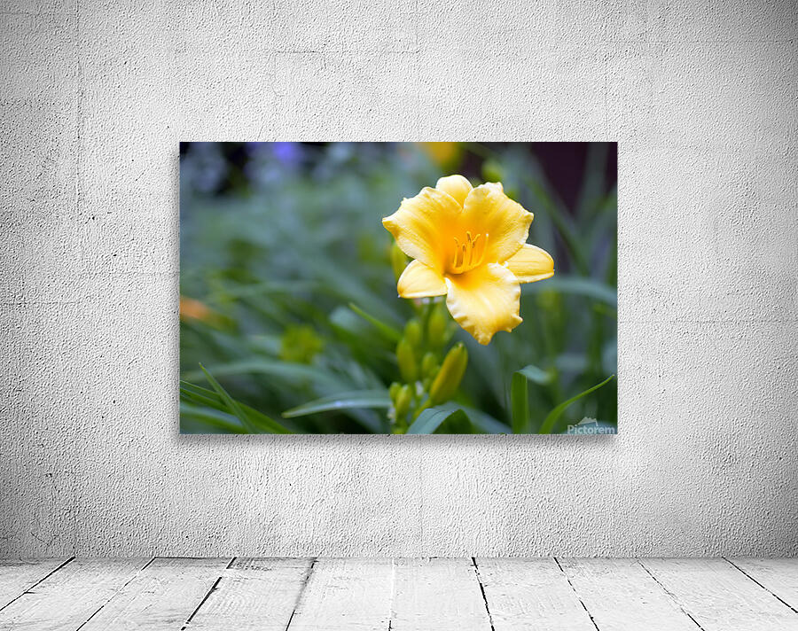 DSC 7633 1 Wall Preview