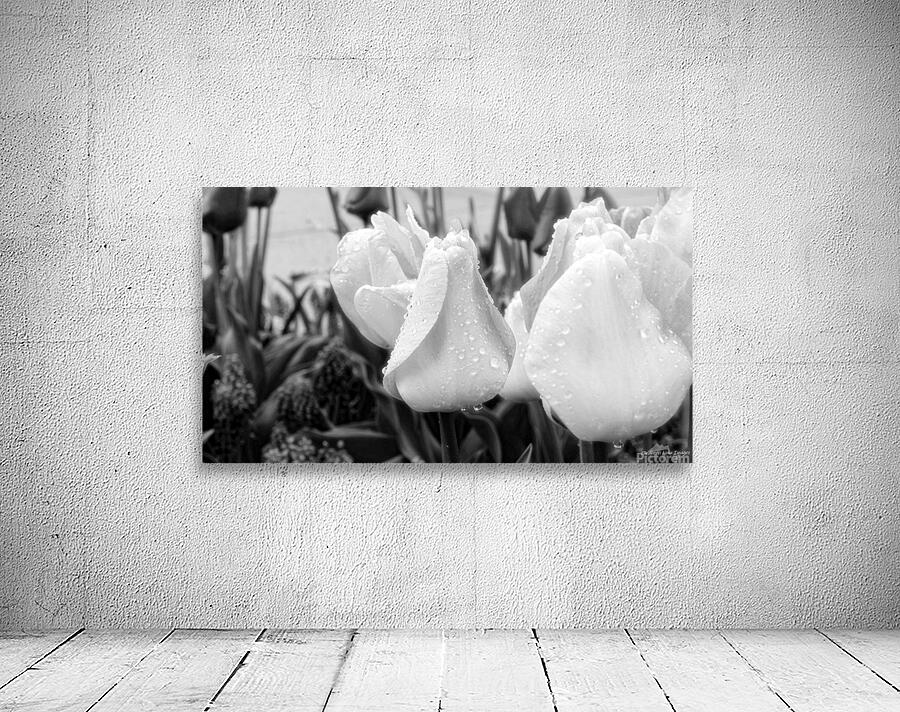 DSC 7270 1 Wall Preview