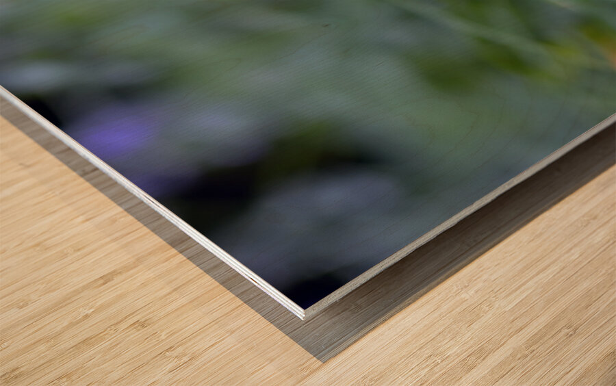 DSC 7633 1 Wood print