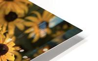 Black Eye Susans HD Metal print
