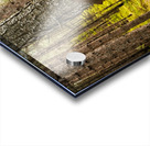 This Way Acrylic print