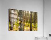 This Way Acrylic Print