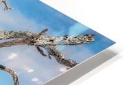 Driftwood Beach HD Metal print