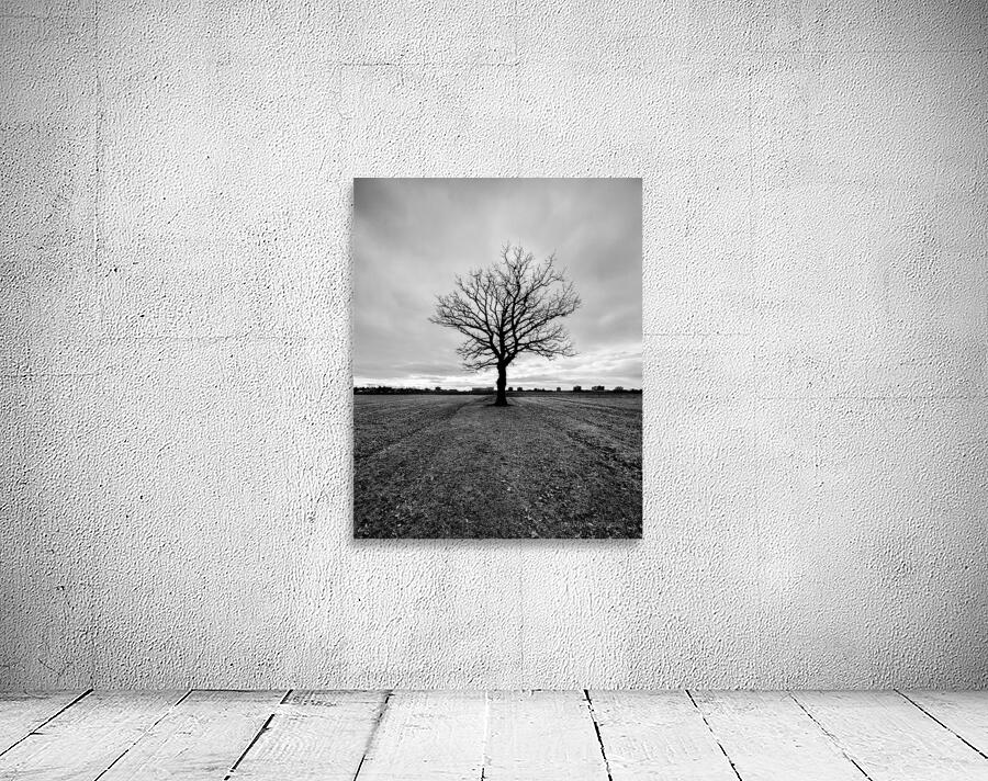 Lone Oak Wall Preview