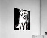 Jaguar Kitten Acrylic Print