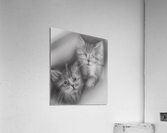 Kitten Friends Acrylic Print