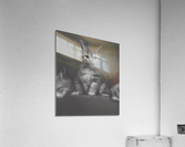 Royal Kitten Acrylic Print
