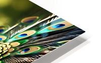 bird peacock feathers HD Metal print