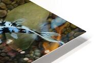 Koi fish clown pool stone HD Metal print