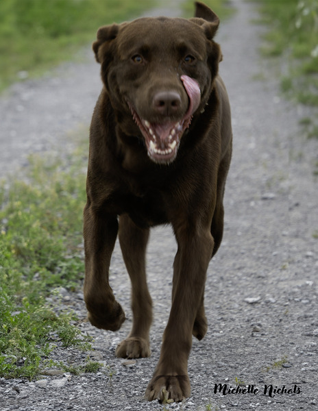 Shiner on the Run Digital Download