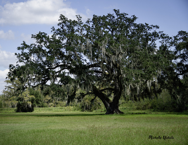 Big Old Tree Digital Download