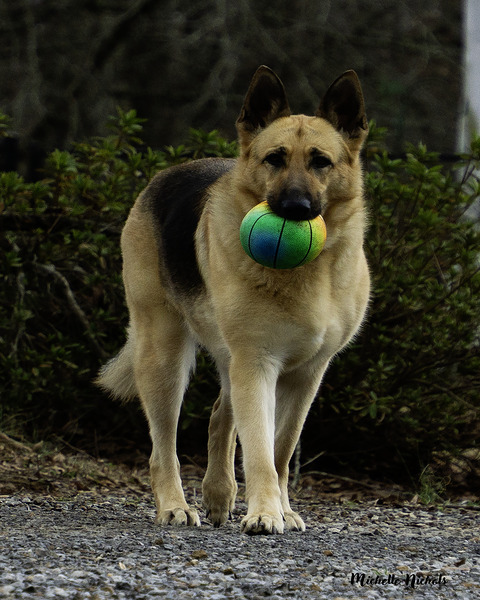 Lara Foster Digital Download
