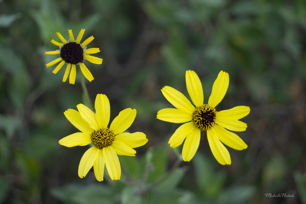 3 Yellow Flowers Digital Download