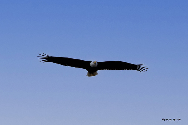 Soaring Téléchargement Numérique