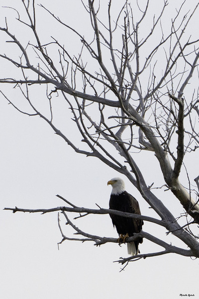 Eagle 5 Digital Download