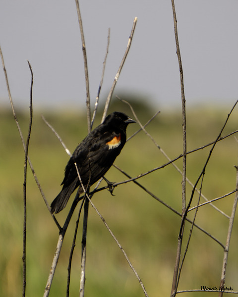 Red winged Blackbird Téléchargement Numérique