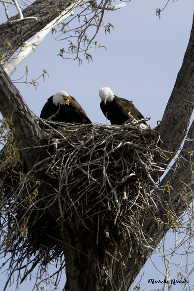 Eagle Couple Digital Download
