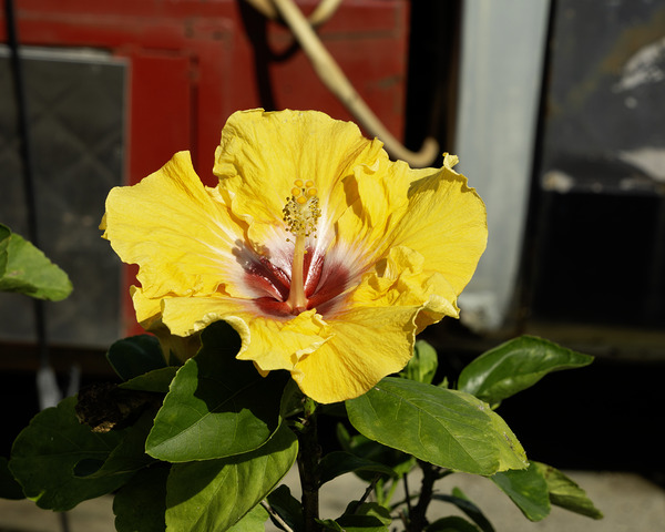 Junkyard Hibiscus Digital Download