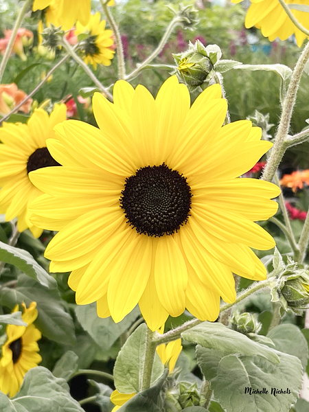 Sissy s Sunflower Digital Download