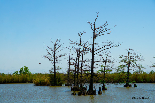 Venice LA Digital Download