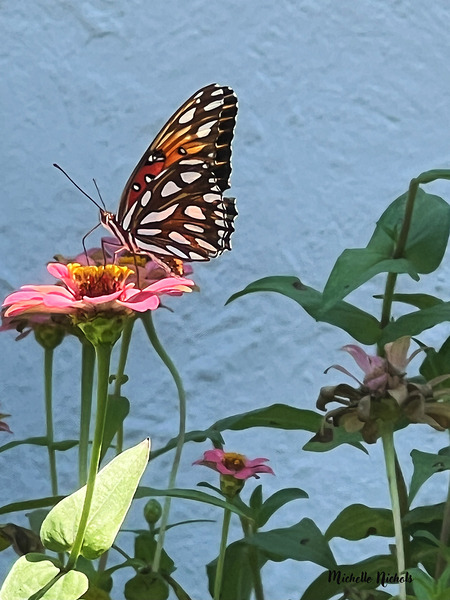 Southern Royalty In Bloom copy Téléchargement Numérique