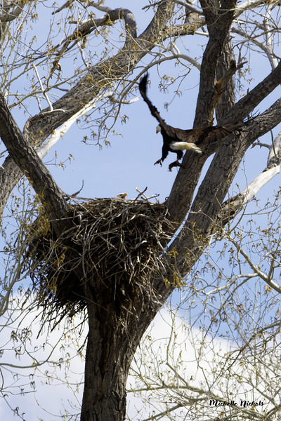 Bringing the Groceries Digital Download