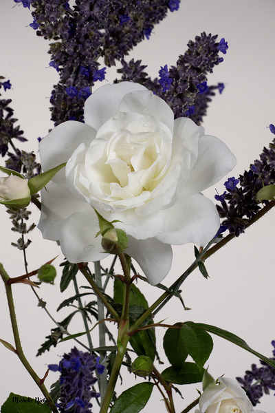 White Rose and Anise Hyssop Téléchargement Numérique