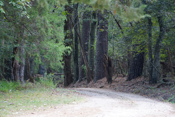 A Country Lane Digital Download