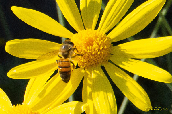 Bee The Flower Téléchargement Numérique