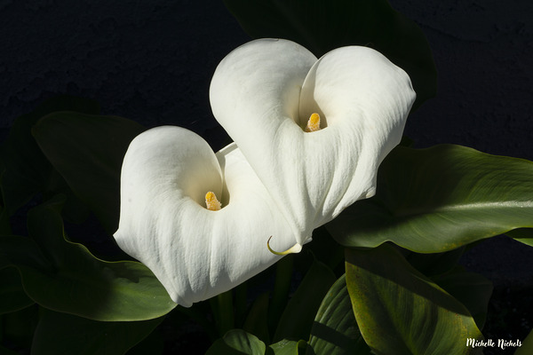 Calla Lilly Digital Download