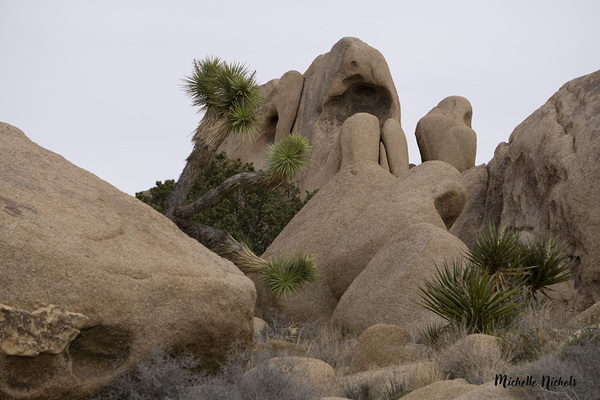 Joshua Tree Bolders Digital Download