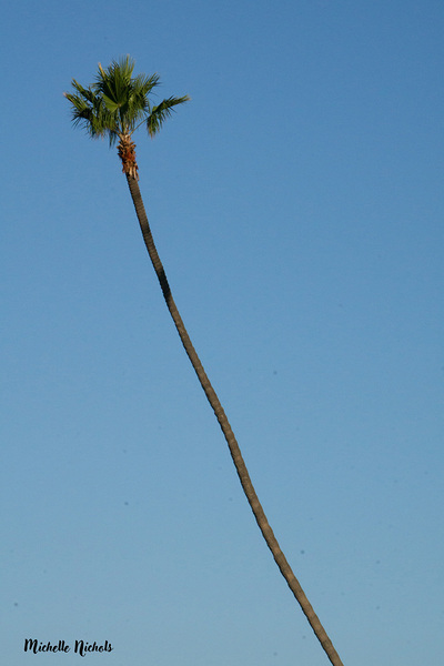 Just One Palm Tree Digital Download