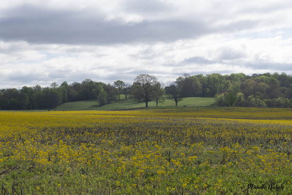Keith Spring Mtn Valley Digital Download