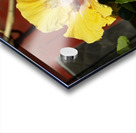 Junkyard Hibiscus Acrylic print