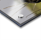 Red winged Blackbird Impression Acrylique