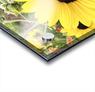 Sissy s Sunflower Acrylic print