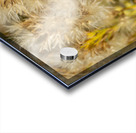 Seed Head Whisps Impression Acrylique