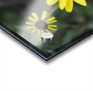 3 Yellow Flowers Acrylic print