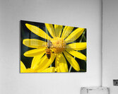 Bee The Flower Impression acrylique