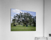 Big Old Tree Acrylic Print