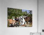 Junk Yard Gold Acrylic Print