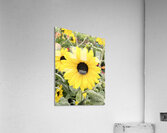 Sissy s Sunflower Acrylic Print