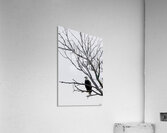Eagle 5 Acrylic Print